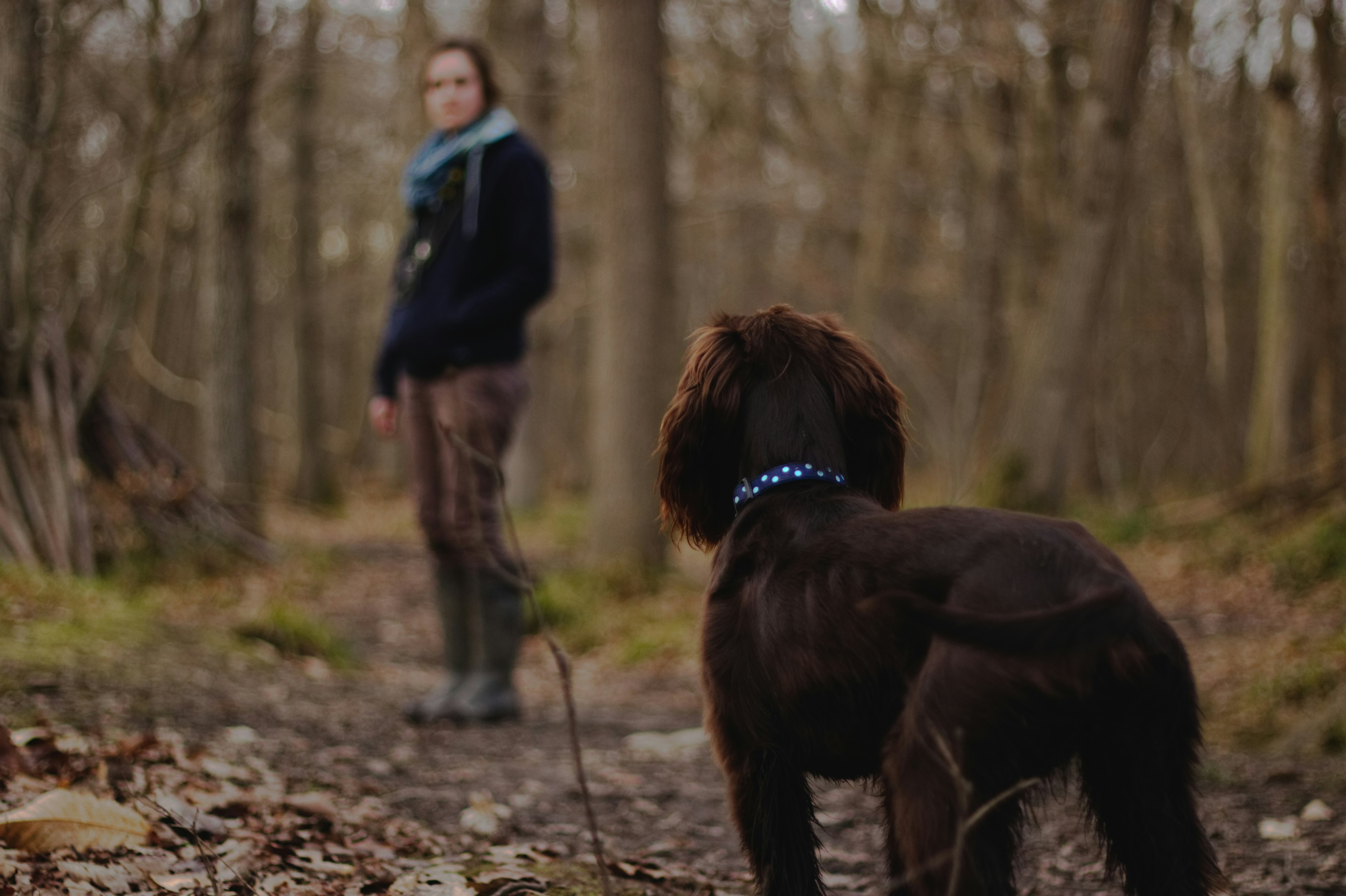 woman looking on brown dog inside the woods photography